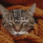 7 Reasons Why Cats’ Pupils Get Big When They Play