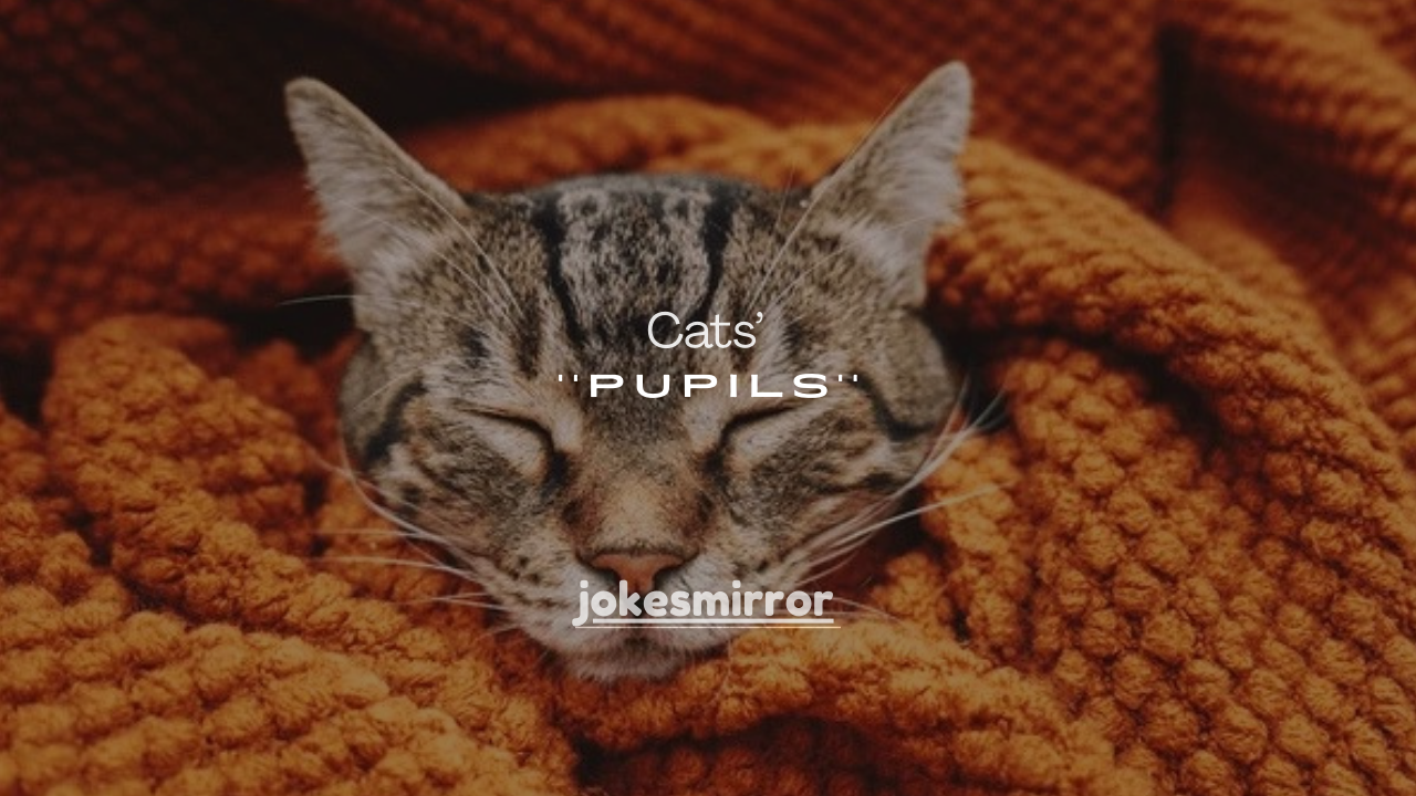 7 Reasons Why Cats’ Pupils Get Big When They Play