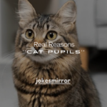 25+ Real Reasons Big Cat Pupils Mean Something Important