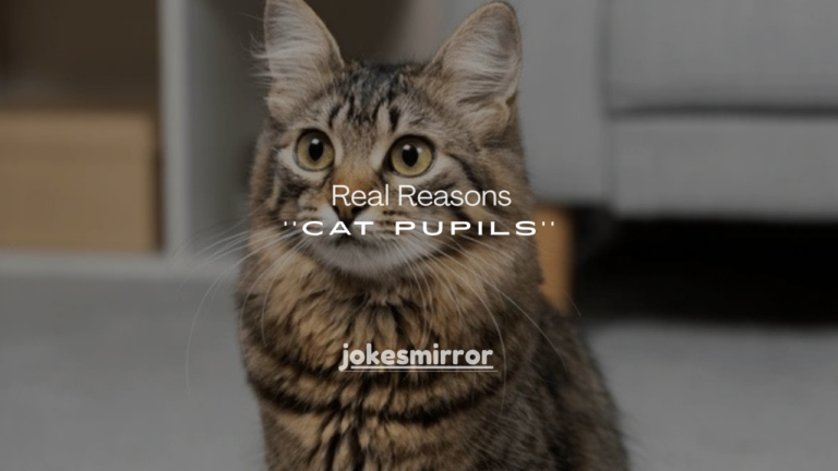 25+ Real Reasons Big Cat Pupils Mean Something Important