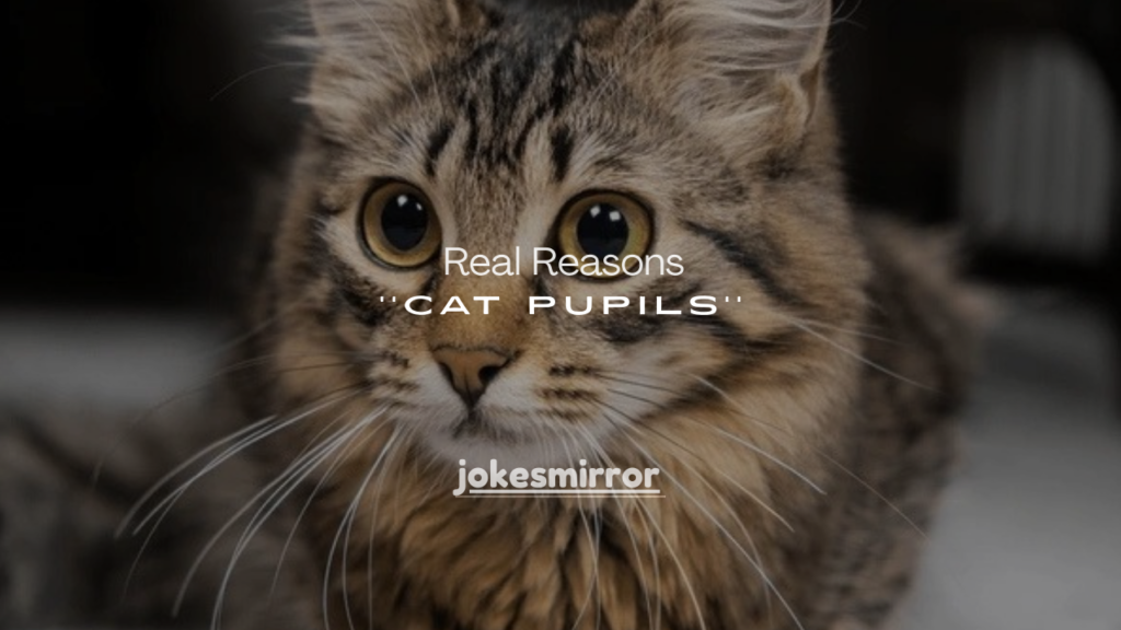 25+ Real Reasons Big Cat Pupils Mean Something Important