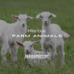 150+ Hilarious Jokes About Farm Animals