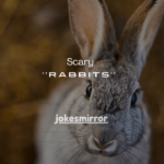 13+Scary Facts About Rabbits That Will Shock You