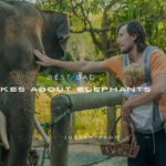 160+ Best Dad Jokes About Elephants
